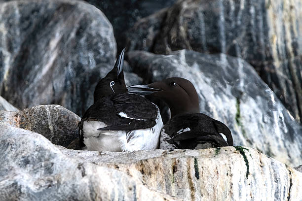 istock Two Common Murre (Uria Aalge) Sitting On Their Nest On A Rock 2244005339