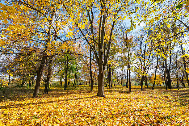 autumn landscape on a sunny day in the park