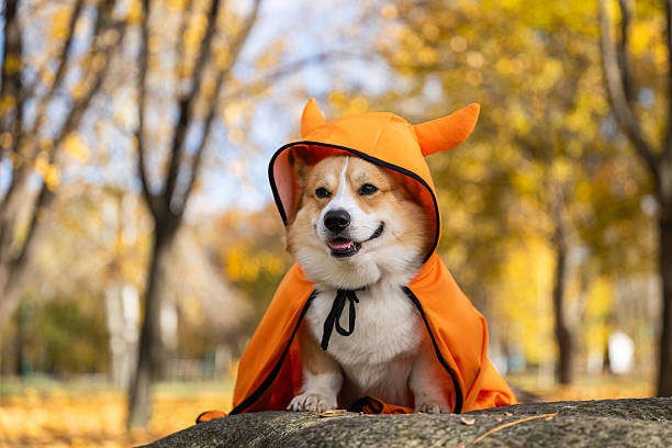 istock corgi in an autumn park dressed for Halloween 2244006390
