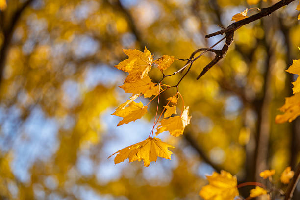 istock autumn landscape on a sunny day 2244006464