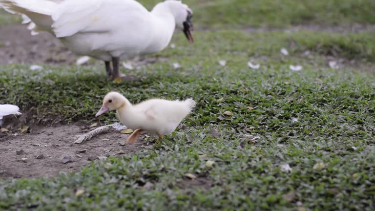 White duck eating green grass while a little duck approaches and walks by, mother duck with her child
