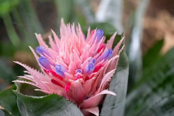 bromeliad tropical plant known for its colorful bracts