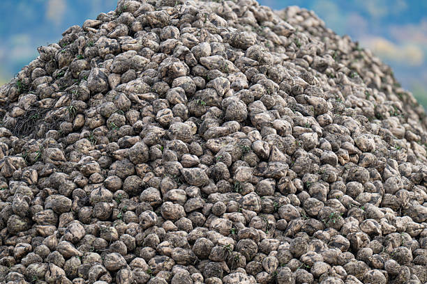 Heap of recently harvested sugar beets at the roadside beside the Dutch field. The beets wait for transport to the sugar factory. The photo was taken near the village of Nieuwendijk, North Brabant.