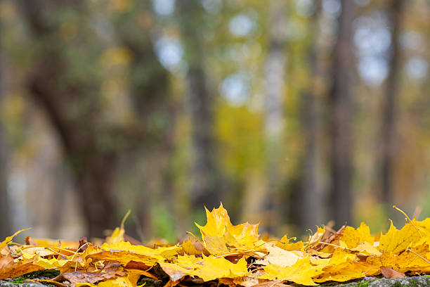 istock background of maple autumn leaves 2244007887