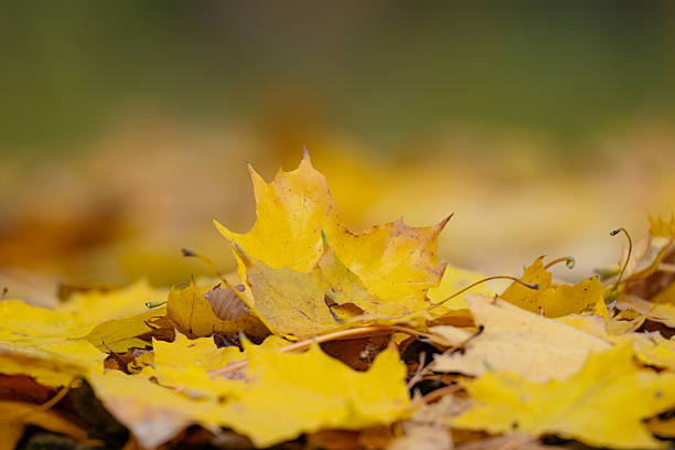 background of maple autumn leaves close-up