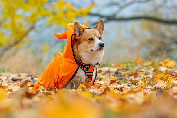 istock corgi in an autumn park dressed for Halloween 2244008400