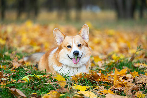 istock Welsh Corgi in nature in autumn 2244009380