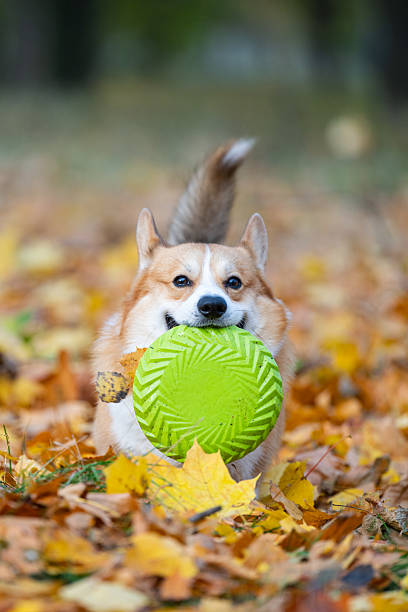 istock Welsh Corgi in nature in autumn 2244009892