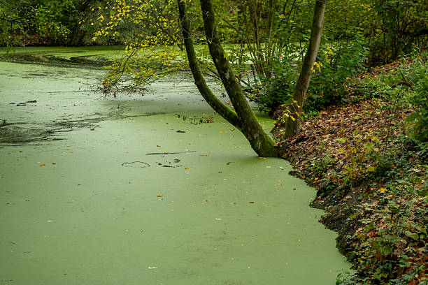 A serene setting shows a tree leaning over a green pond. The surface is covered with algae, and colorful autumn leaves scatter around the shore. Nature reflects calmness and quiet.