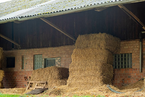 Stacks of hay bales are neatly arranged next to a barn. The scene captures a rural setting with a cloudy sky, highlighting farming life in the countryside.