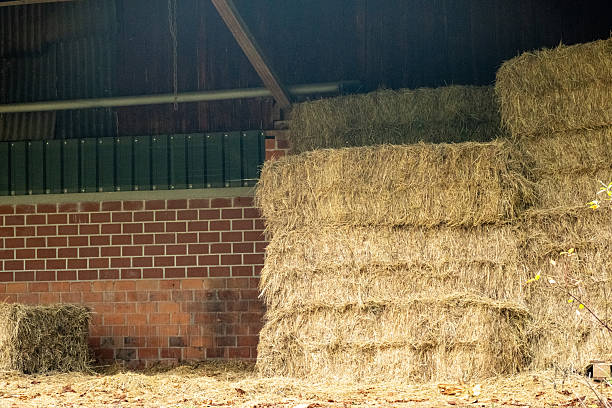 Stacks of hay bales fill a barn, showcasing a warm, earthy environment. Sunlight filters into the space, creating a calm, agricultural scene in the countryside.
