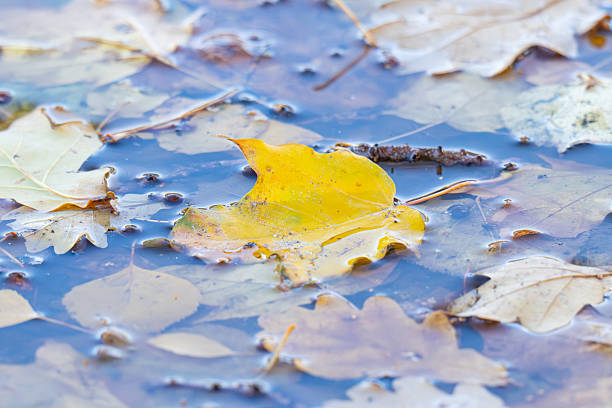 yellow leaves in a puddle in autumn