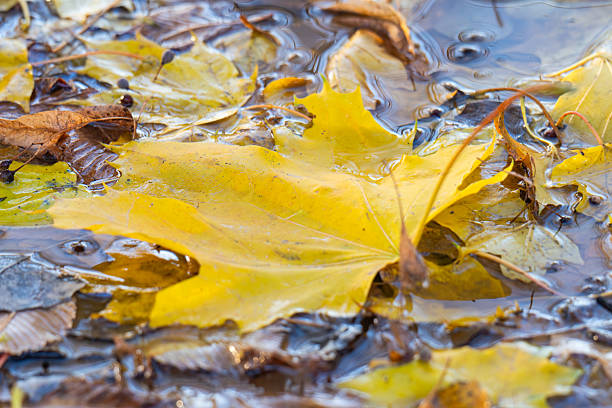 yellow leaves in a puddle in autumn