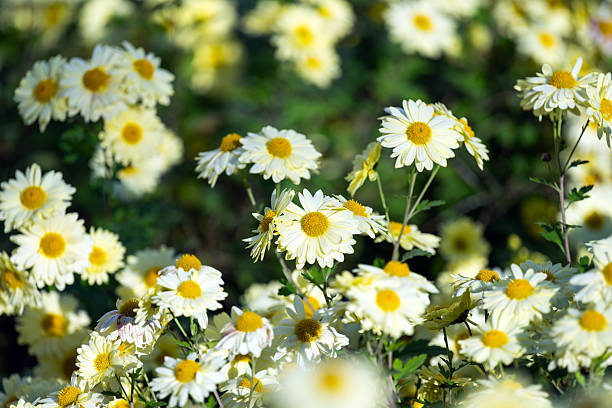 background of beautiful chrysanthemums on a flowerbed in autumn
