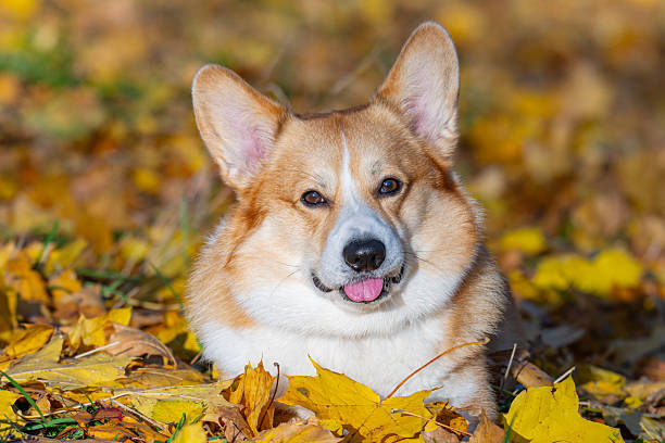 istock Portrait of a Welsh Corgi on a walk 2244010246