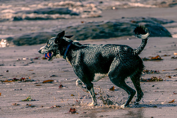 Young German Shepherd running on the beach with a stick playing fetch