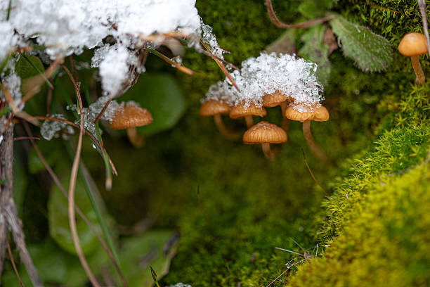 Fungal micro-universe, tiny fungi up close