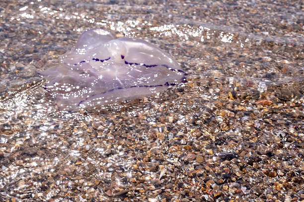 Silent invasion, the jellyfish plague in warm seas