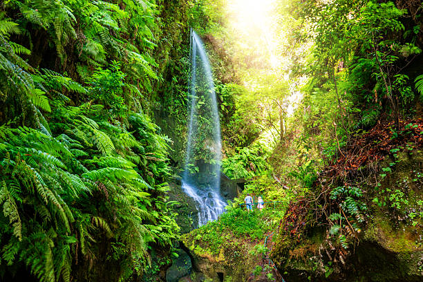 The Cascada de Los Tilos is a waterfall on La Palma, one of Spain's Canary Islands, nestled within the lush Los Tilos laurel forest. This magical, rainforest-like area is part of the Las Nieves Natural Park and was designated the first Biosphere Reserve in the Canary Islands by UNESCO.