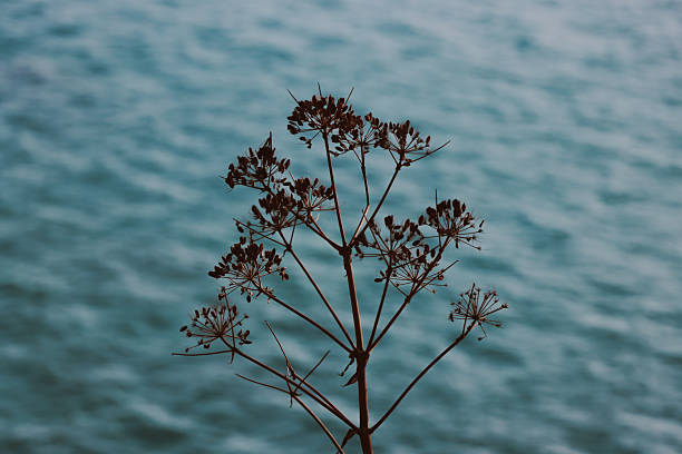 istock Dried Wild Plant Silhouette Against Blue Sea Background 2244015500