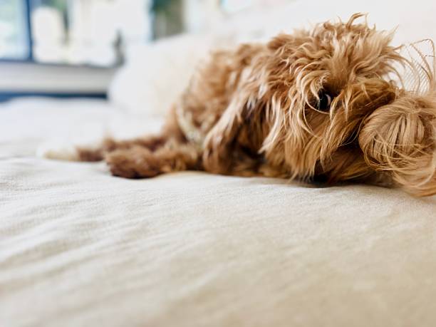 istock Playful Small Puppy on Bed Biting Its Tail – Cute Pet Behavior 2244016914