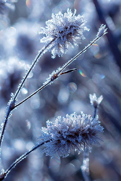 Frozen dry plants covered by white crystals of rime ice on a defocused wild flower meadow background with beautiful bokeh light.