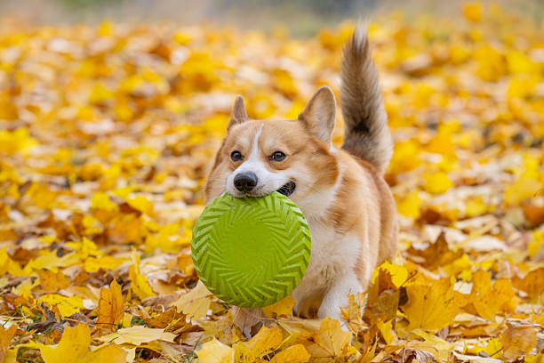 istock Corgis on an autumn walk 2244017990