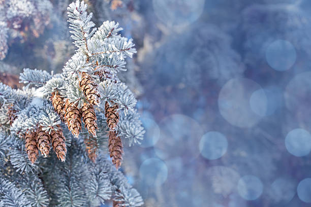 Spruce tree branches are coated in frost, showcasing brown cones. The soft blue background creates a serene winter atmosphere, highlighting the beauty of nature in cold weather. Blue bokeh lights background with space for copy.