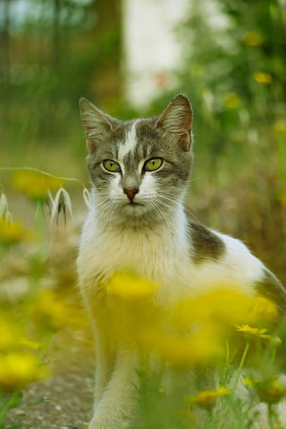 A calm cat sitting in a field of yellow wildflowers, surrounded by soft green tones and bokeh background. The cat’s gaze is focused and curious, creating a peaceful natural moment in an outdoor environment.