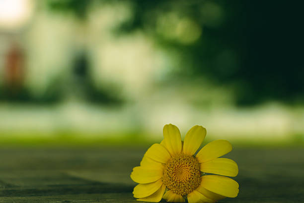 istock Single Bright Yellow Daisy Flower on a Wooden Surface with Green Bokeh 2244019833
