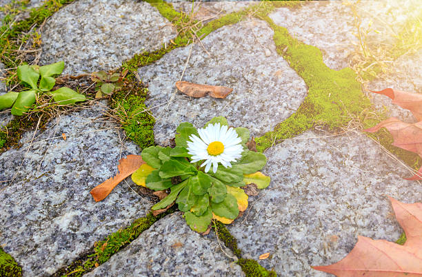 istock A small white flower grows on a stone road among moss, sunlight and glare 2244021717