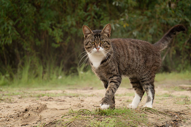 istock a tabby cat walks on the sand against a green background 2244024176