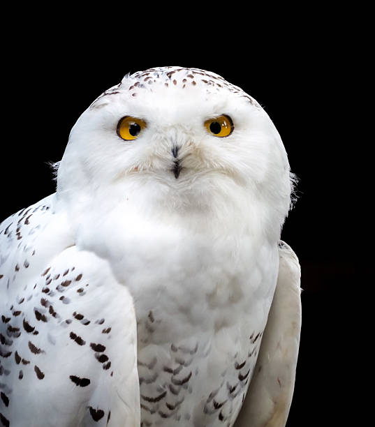 istock Snowy Owl  Elegant Arctic Bird 2244024252