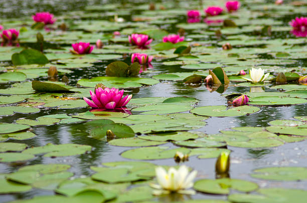 istock Dreamy pink waterlilies bloom in a serene pond 2244024272