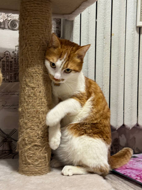 istock A red and white cat. Playing near a scratching post. 2244024454