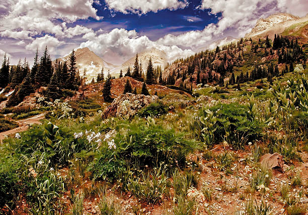 High in the mountain tops in Colorado, the blue cloudy sky, columbines and evergreen trees make an idyllic summer scene.