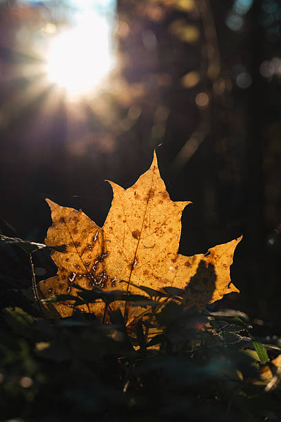 istock A Single Golden Autumn Leaf Backlit by a Bright Sunburst 2244028069