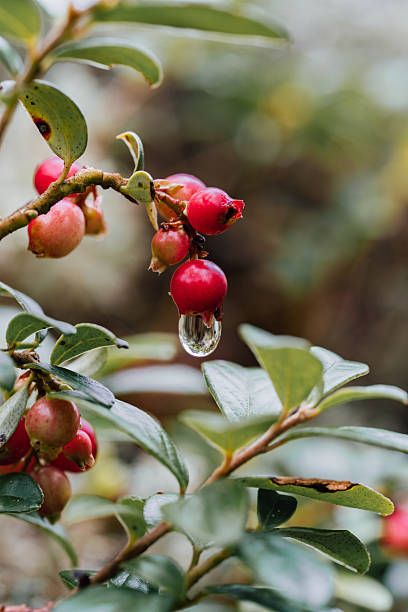 Wild Lingonberries with a Water Droplet in an Autumn Forest