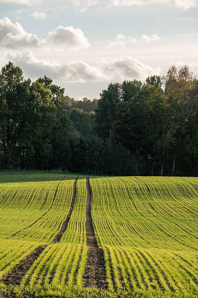 istock Rolling Green Field with Tractor Tracks in the Autumn Evening Light 2244028459