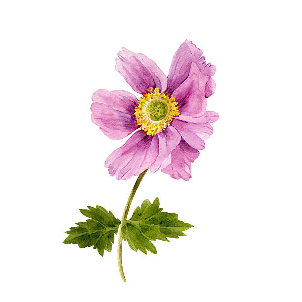 istock Pink dahlia flower with stem and leaves on white background, hand drawn watercolor illustration 2244029301