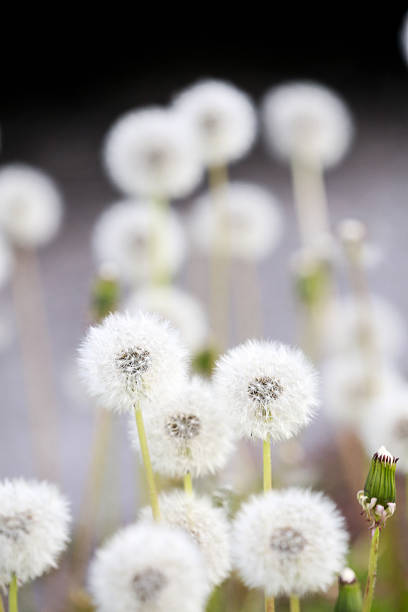 Dandelions with fluffy white seeds stand tall in the sunlight, creating a beautiful scene. The soft focus background enhances the delicate details of the flowers in spring time.