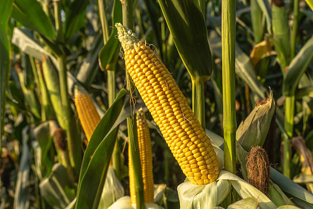 istock Ripe Corn on the Cob in Field 2244034175