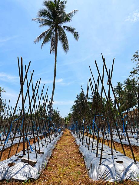 istock Field of tropical crops using the trellis system 2244034291