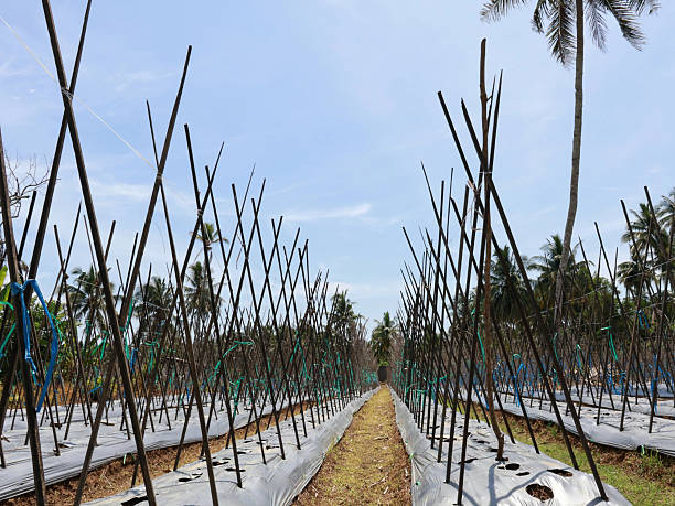 istock Field of tropical crops using the trellis system 2244034296