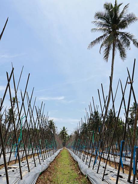 istock Field of tropical crops using the trellis system 2244034306
