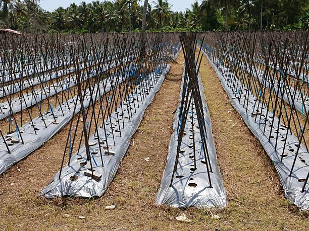 istock Field of tropical crops using the trellis system 2244034321