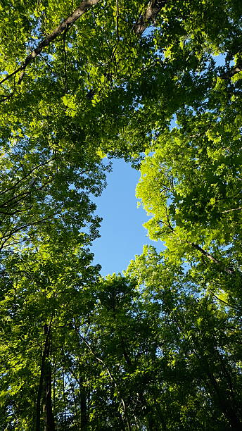 istock Green Forest Canopy With Blue Sky Viewed From Below on Sunny Day 2244035422
