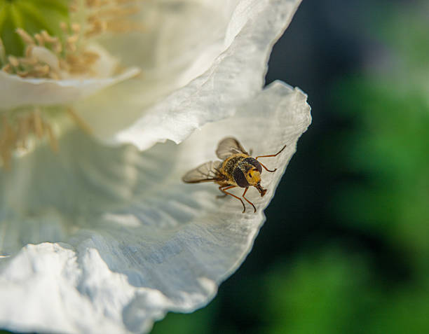 Hoverfly resting on delicate white flower petal.