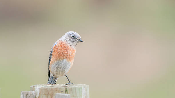 An eastern bluebird perched on a fence post with its head tilted, looking around.