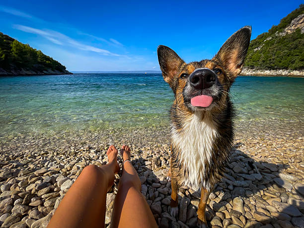 PORTRAIT, POV: Brown mixed breed dog sticking out its tongue on a sunny beach. Irresistibly charming canine friend approached his female owner, who was relaxing on the beautiful Adriatic seashore.